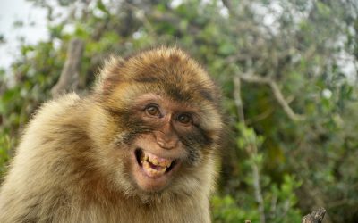 Pas de burnout chez les animaux